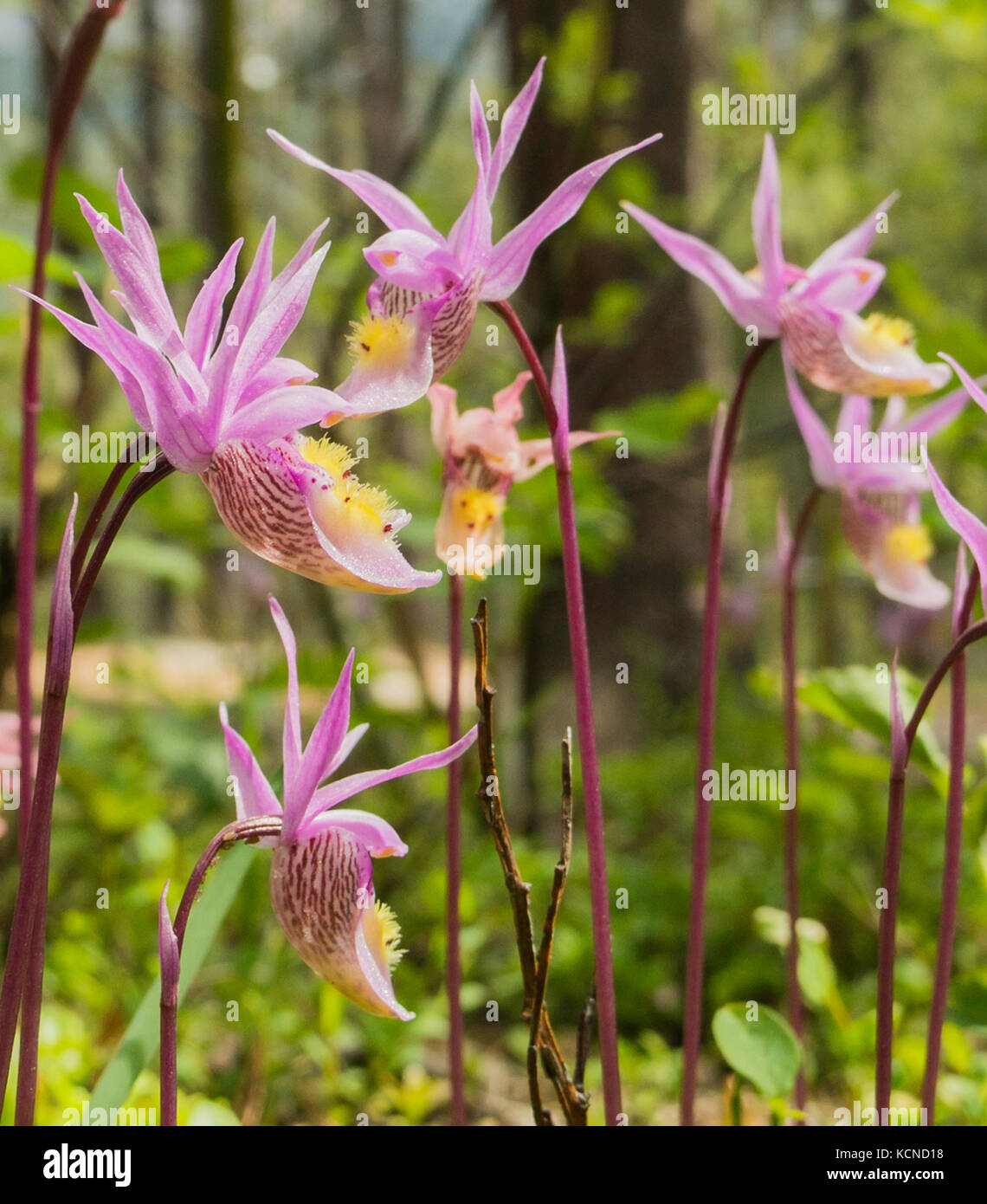 Fairy Slipper Orchid, Calypso bulbosa, in the Rockies of Alberta, Canada Stock Photo
