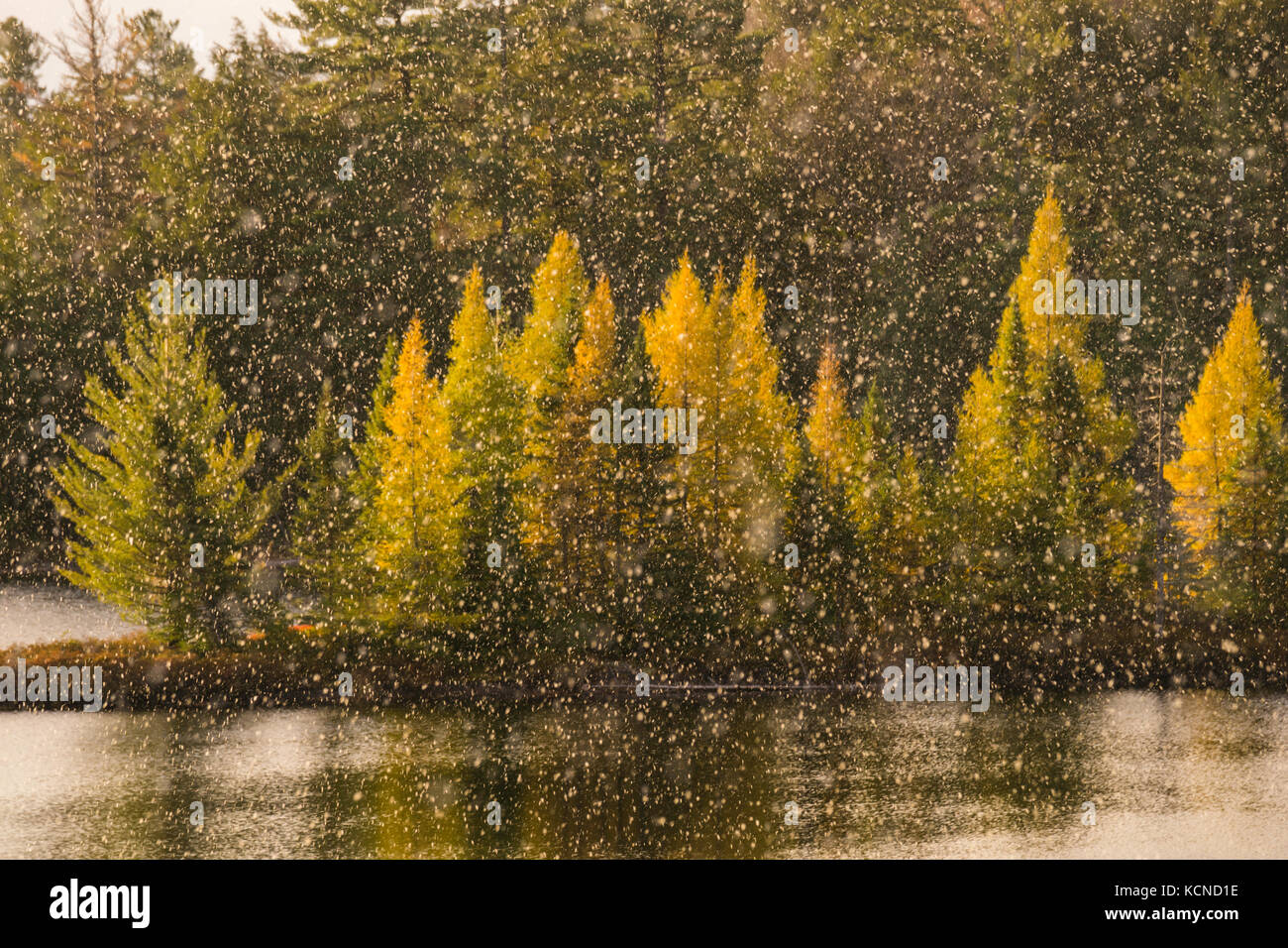 Golden Tamaracks, in the autumn, North Bay region, Canada Stock Photo