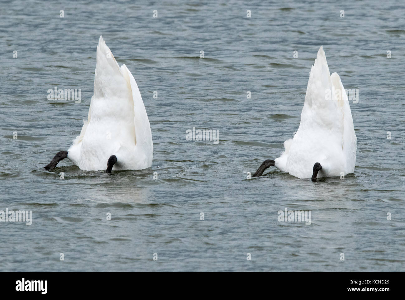 Mute Swans dunking for food Stock Photo Alamy