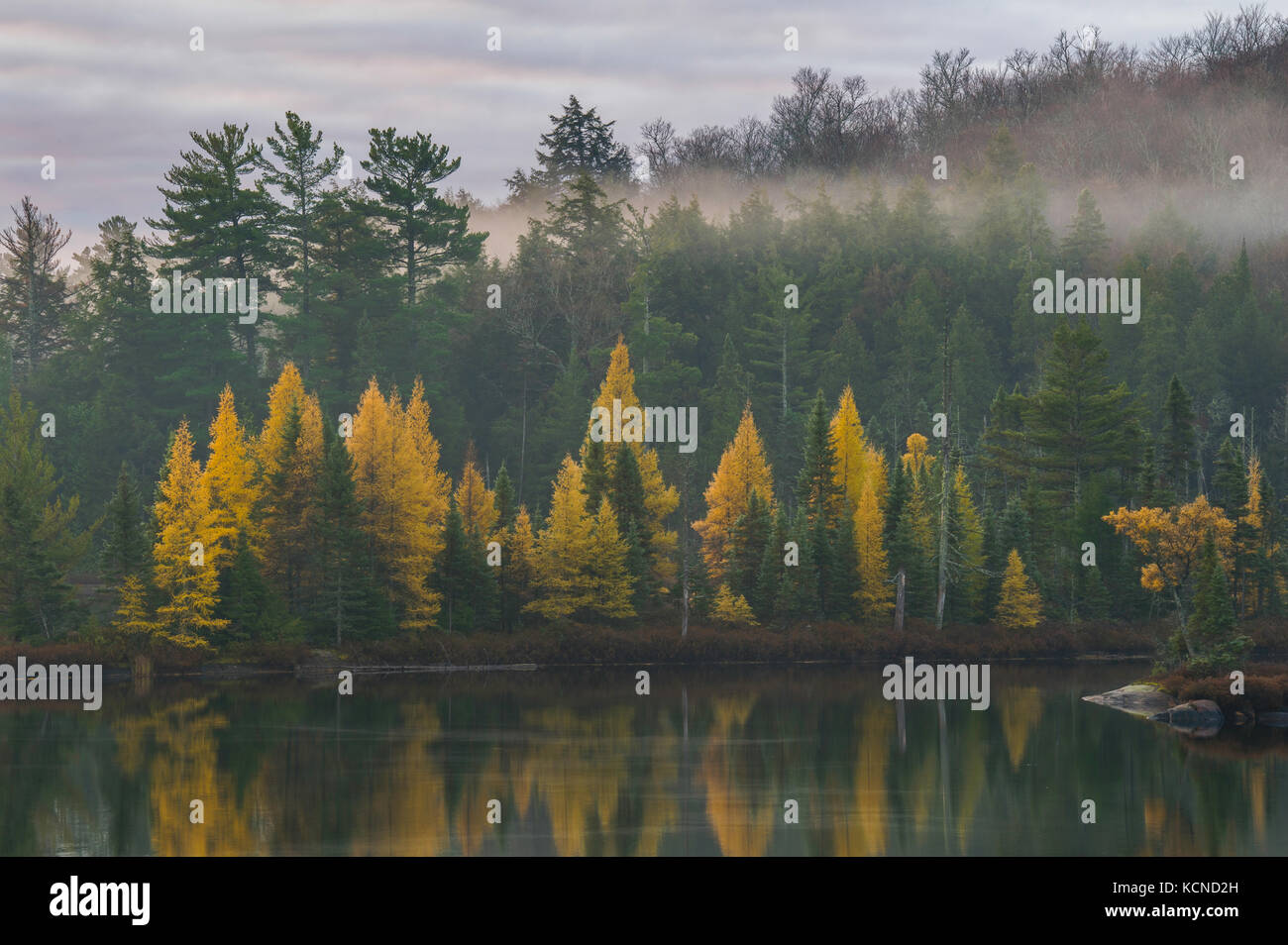 Golden Tamaracks, in the autumn, North Bay region, Canada Stock Photo