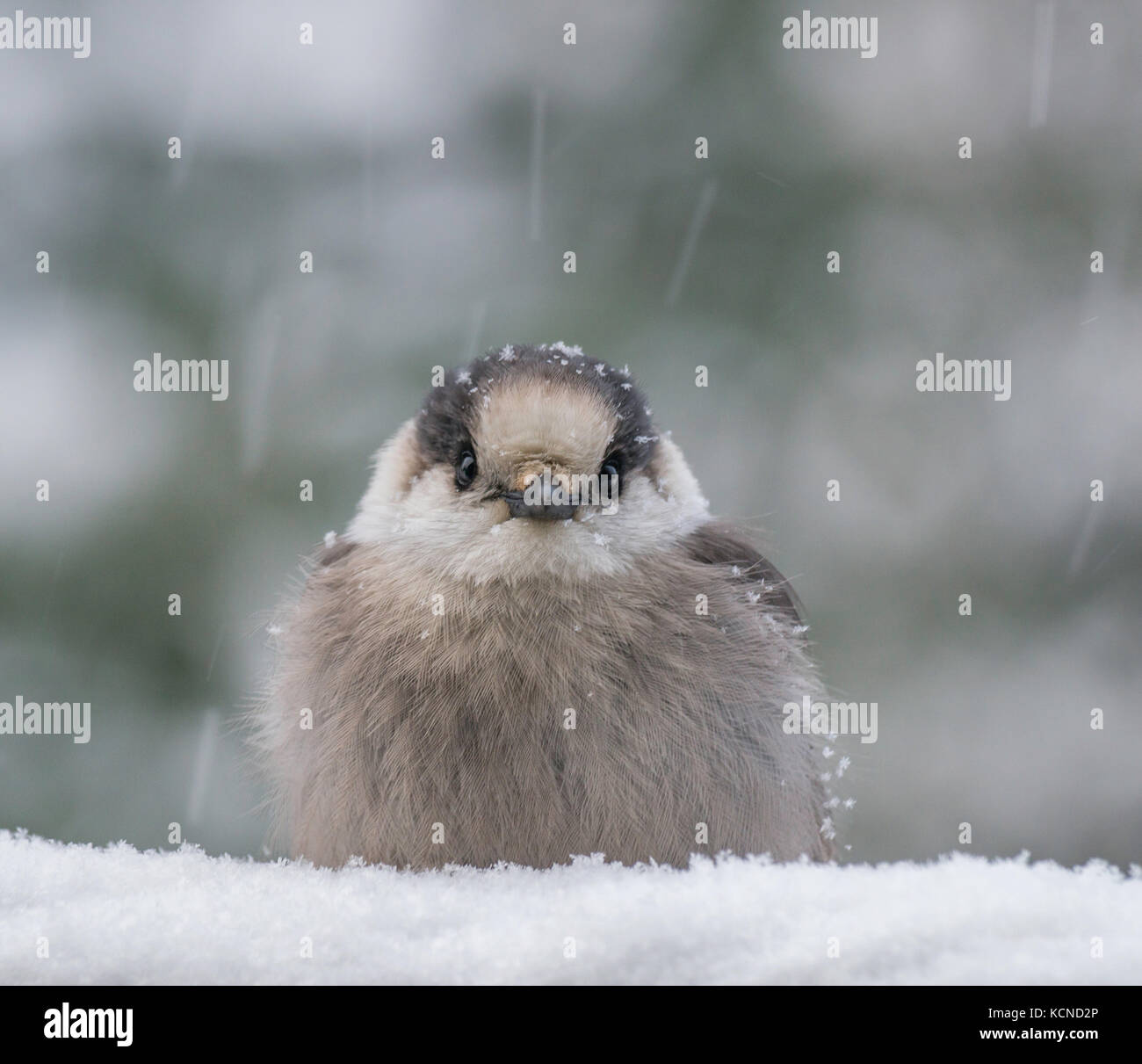 Gray Jay, Perisoreus canadensis, North Eastern Ontario, Canada Stock Photo