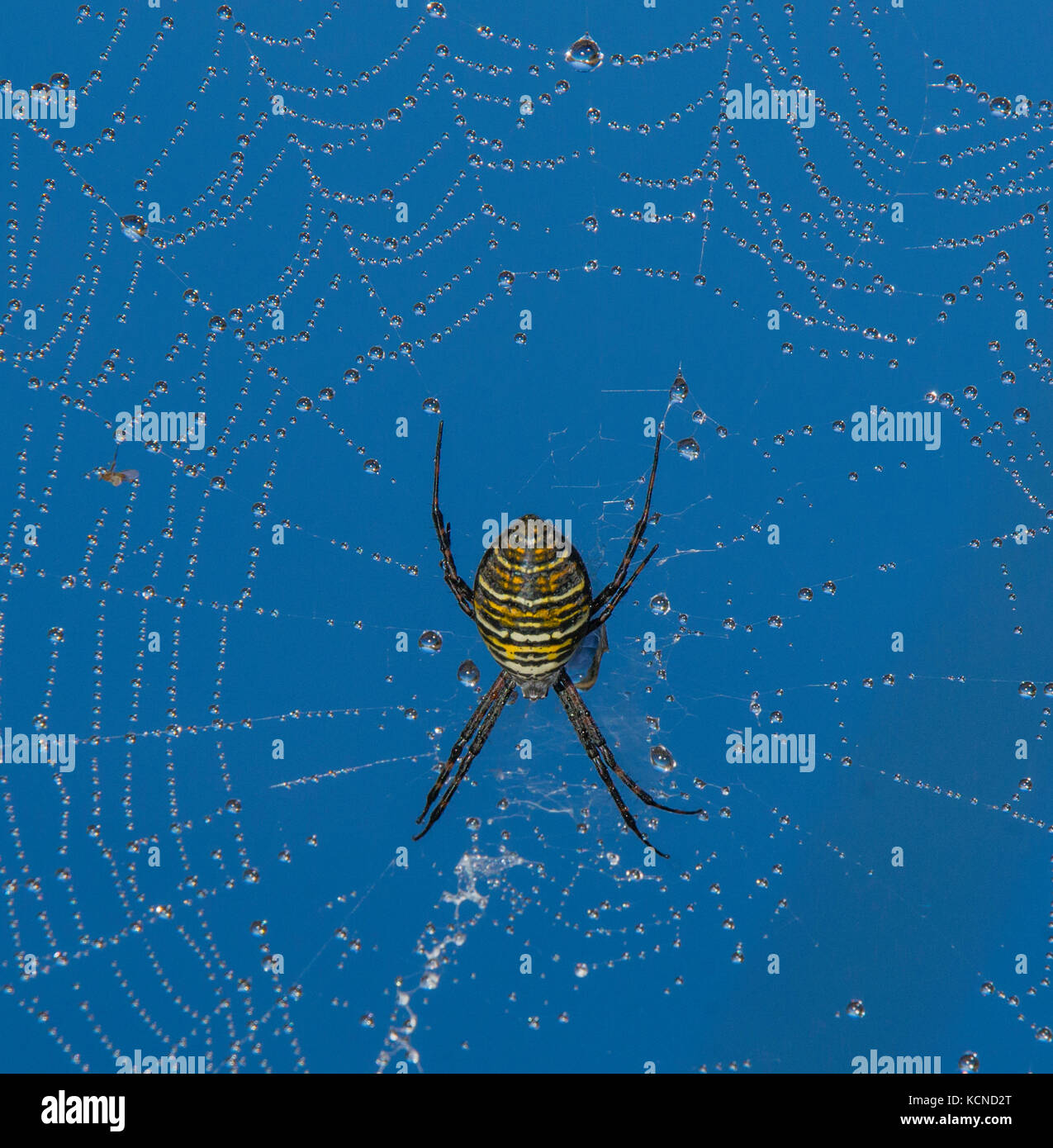 Orb weaver On dew drops North Bay region, Canada Stock Photo