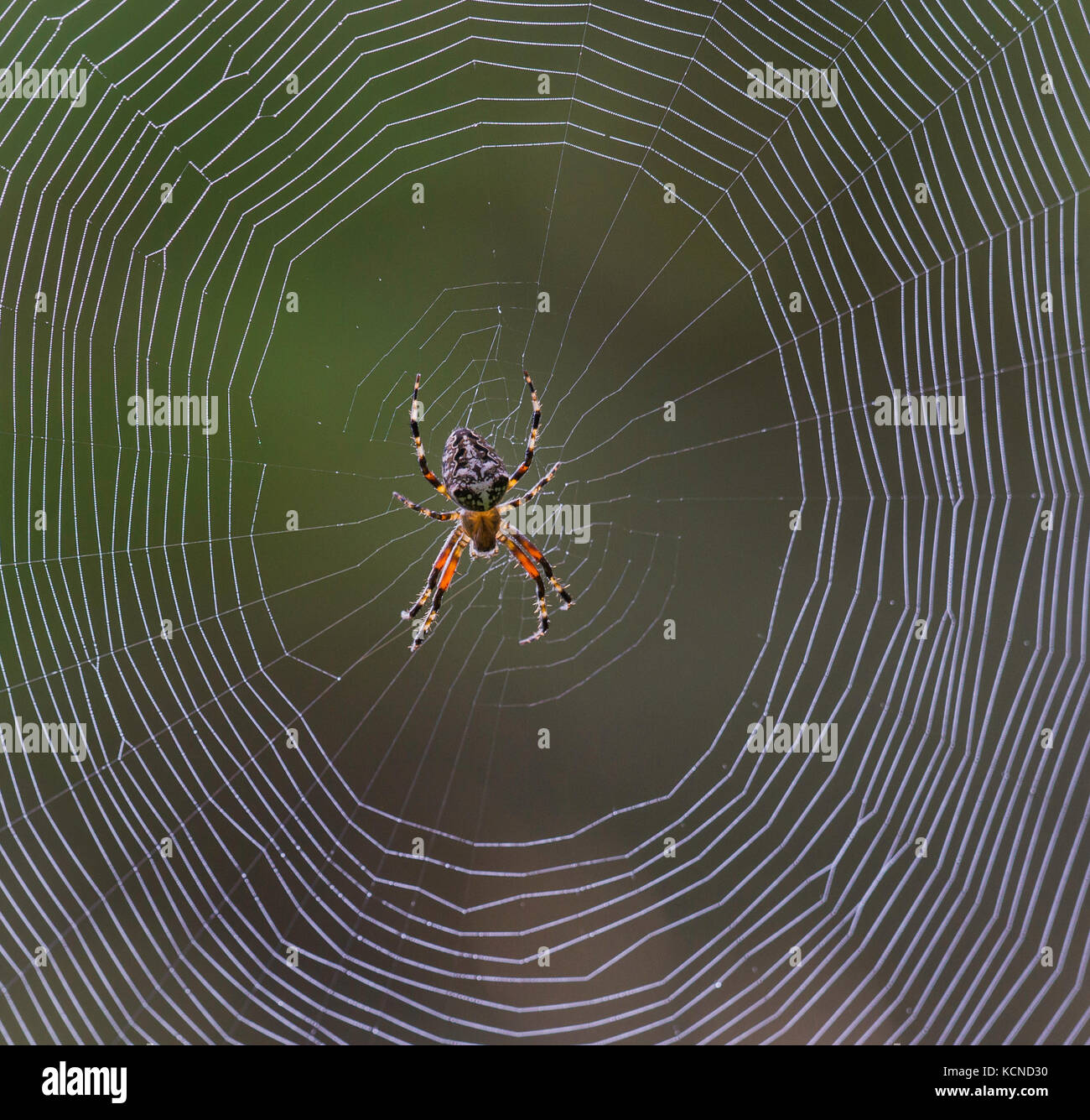 Orb weaver On dew drops North Bay region, Canada Stock Photo