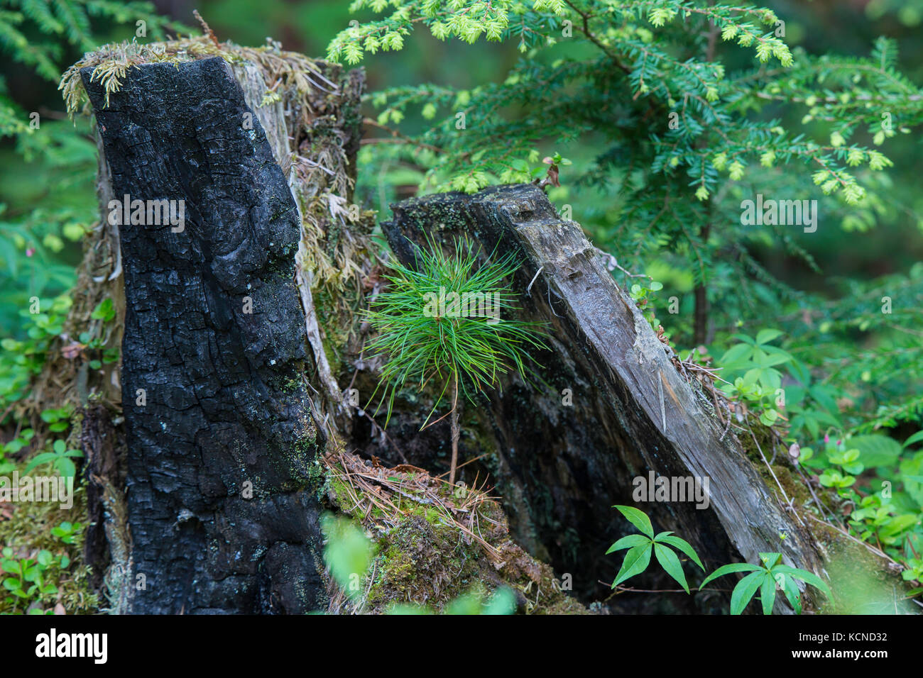 pine seedling growing from stump, north eastern Ontario, Canada Stock Photo