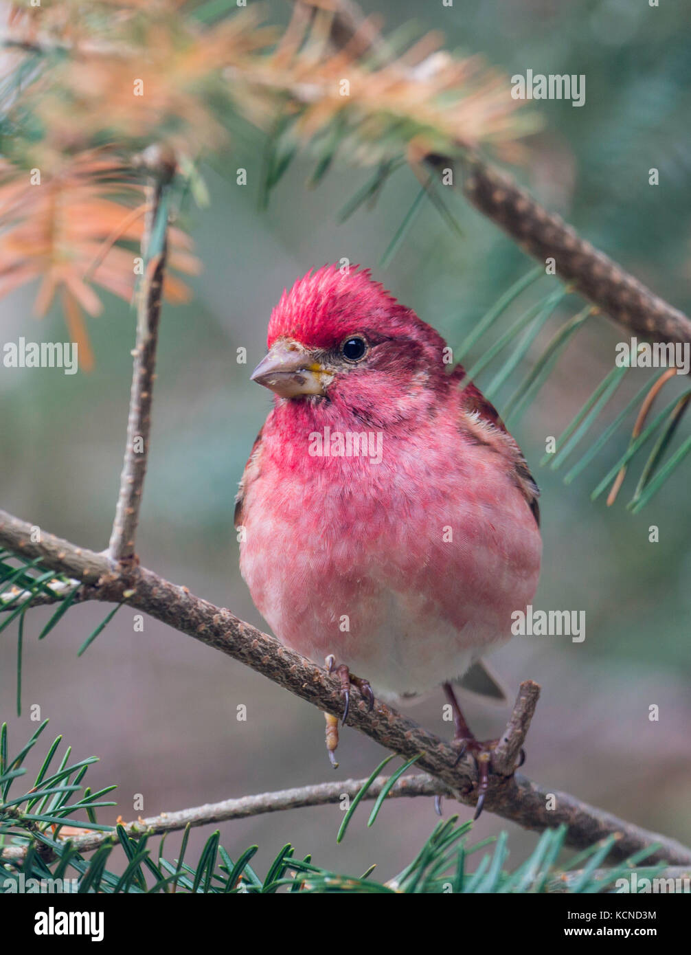 Purple finch, Carpodacus purpureus, north eastern ontario, Canada Stock Photo