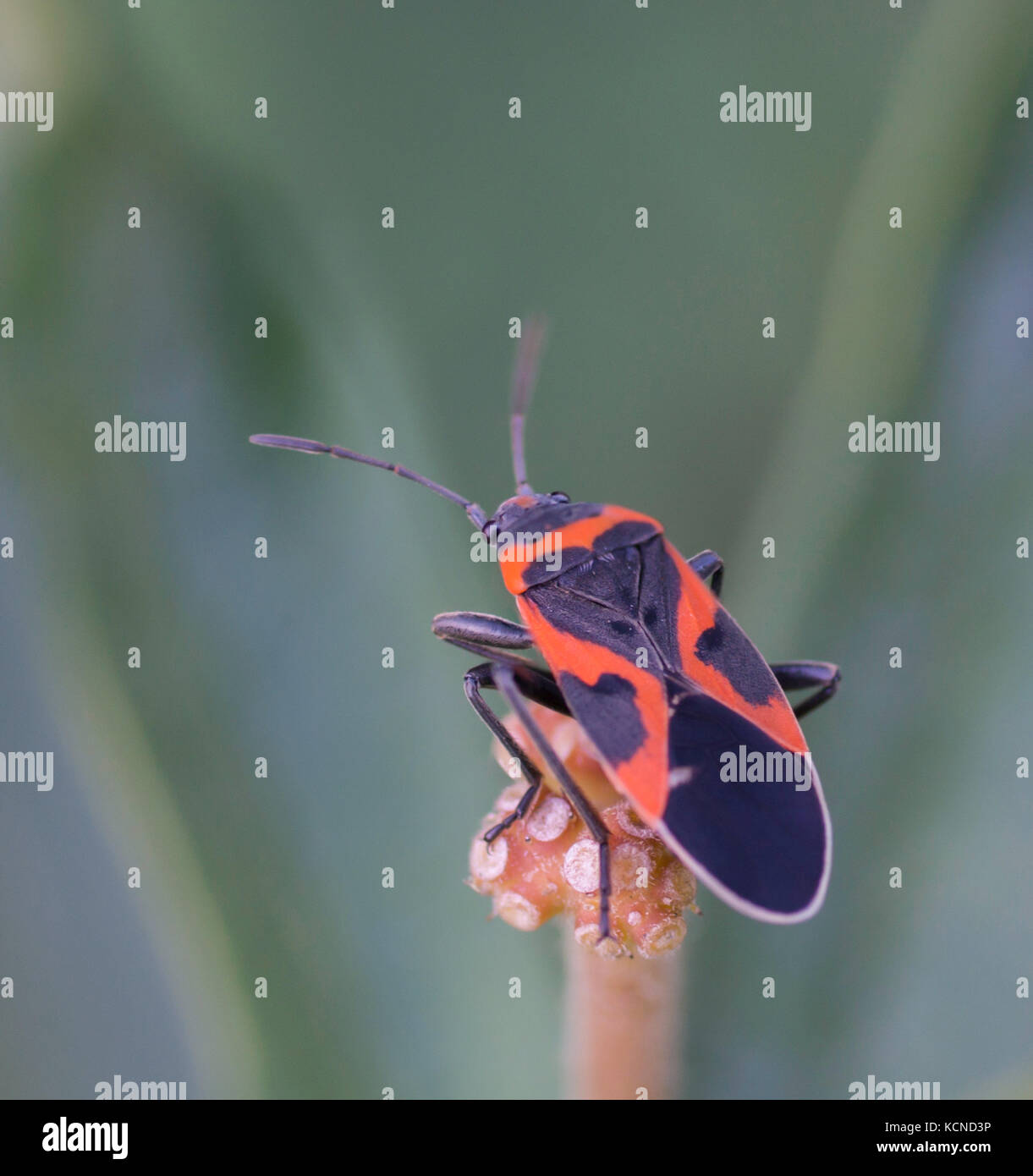 Small Eastern Milkweed Bug, Lygaeus kalmii, North Eastern Ontario, Canada Stock Photo