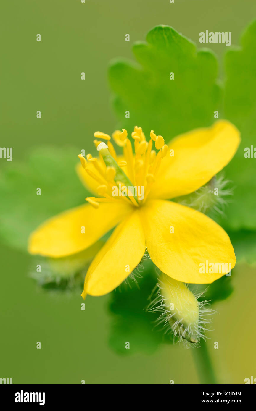 Greater Celandine, Provence, Southern France / (Chelidonium majus, Chelidonium grandiflorum) | Schoellkraut, Provence, Suedfrankreich Stock Photo