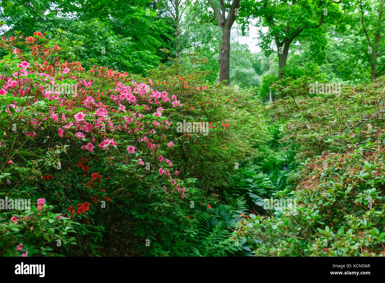 Spring flowers in Isabella Plantation, a woodland garden in Richmond Park in south west London Stock Photo