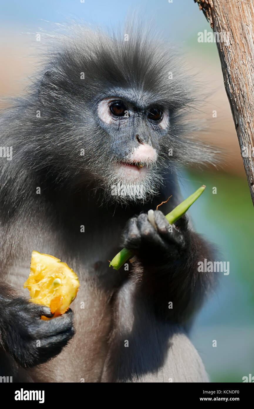 Dusky Leaf Monkey, Malaysia / (Trachypithecus obscurus, Presbytis obscurus, Presbytis obscura) | Suedlicher Brillenlangur Stock Photo