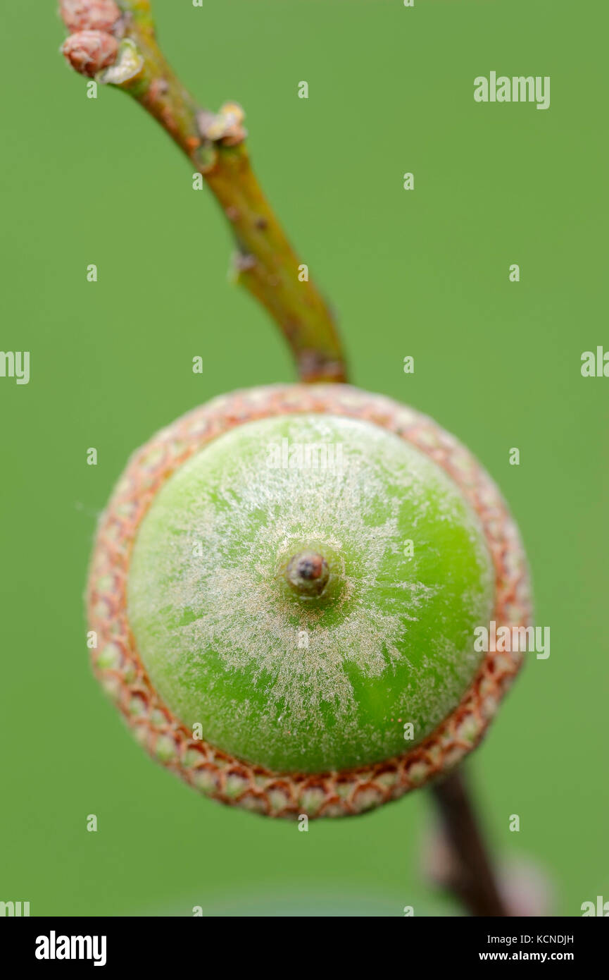 American Red Oak, acorn, North RhineWestphalia, Germany / (Quercus