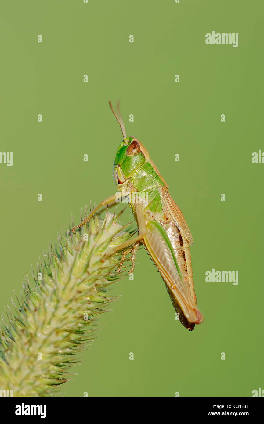 Meadow Grasshopper, female, North Rhine-Westphalia, Germany / (Chorthippus parallelus) | Gemeiner Grashuepfer, weiblich, Nordrhein-Westfalen Stock Photo