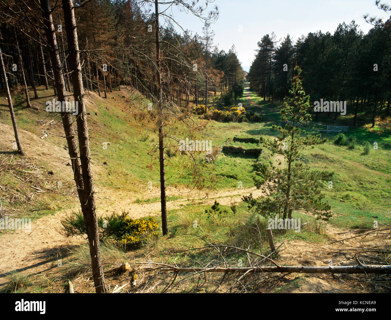 View SSW of remains of Hendai medieval farmstead, Newborough Forest, Anglesey, Wales, UK: a two-roomed dwelling with living areas for humans & animals Stock Photo