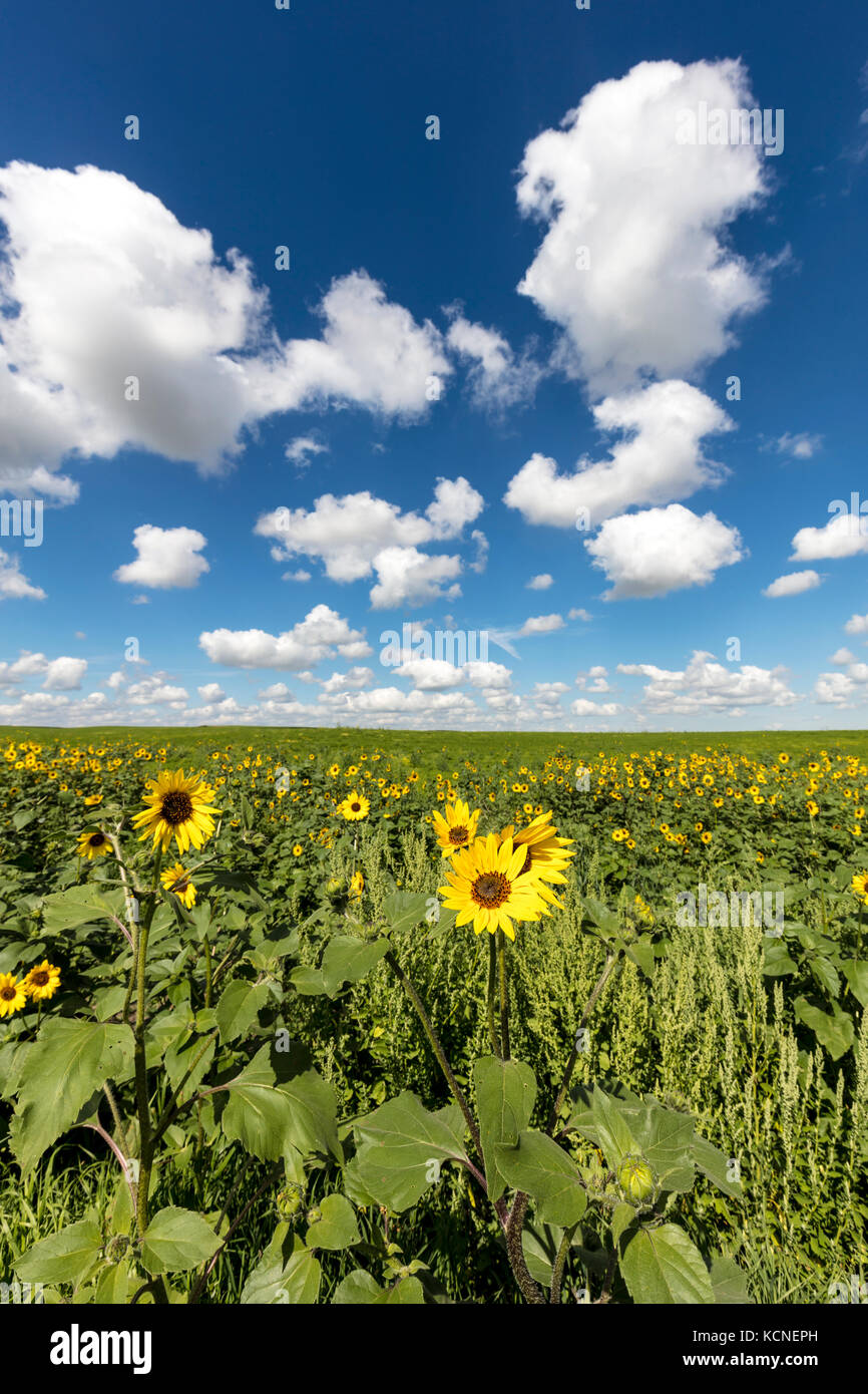 Common Annual Sunflower (Helianthus annuus) in Saskatchewan, Canada