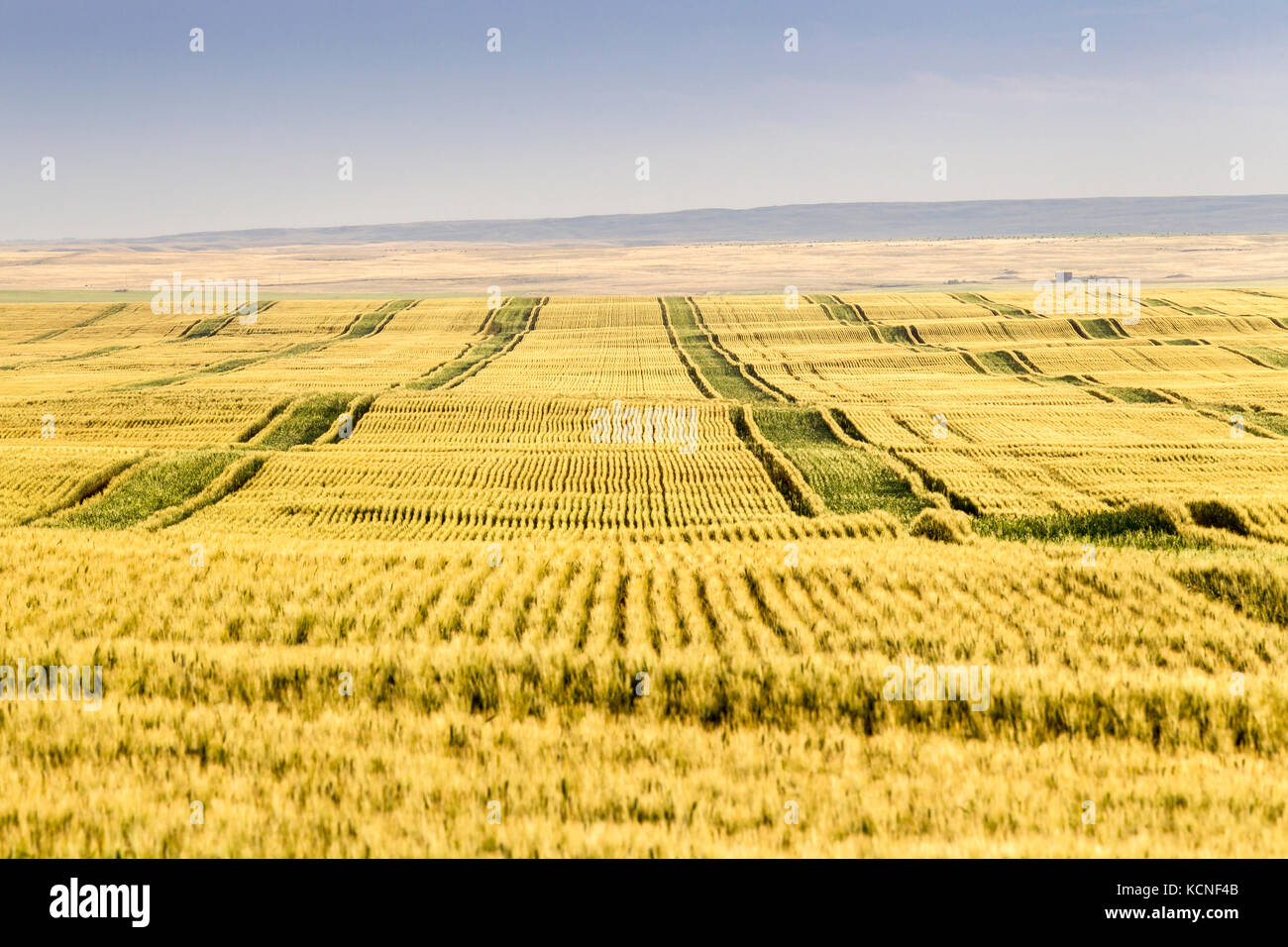 Crops in southern Saskatchewan, Canada Stock Photo Alamy