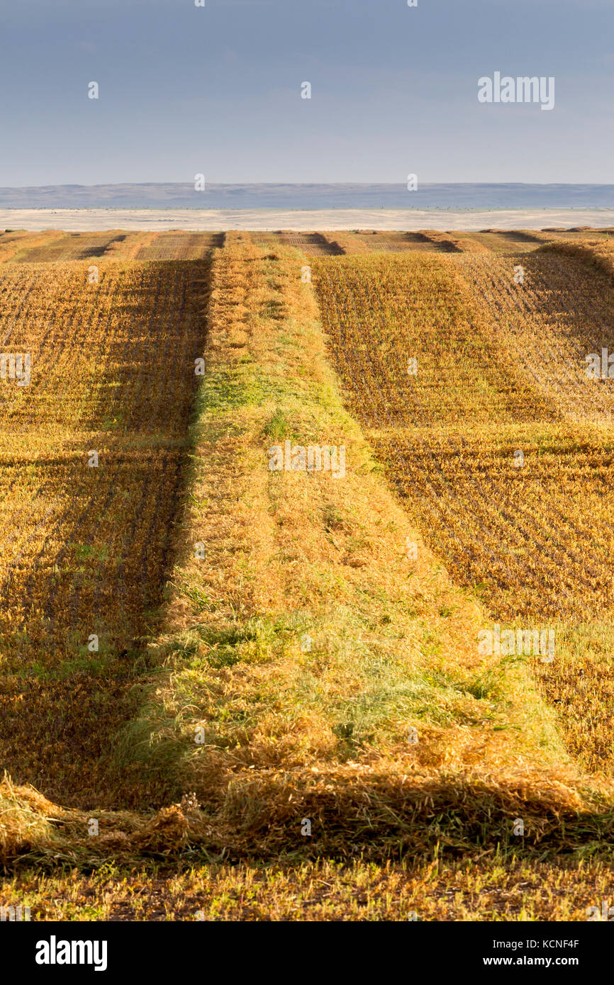 Freshly cut crops in Southern Saskatchewan, Canada Stock Photo
