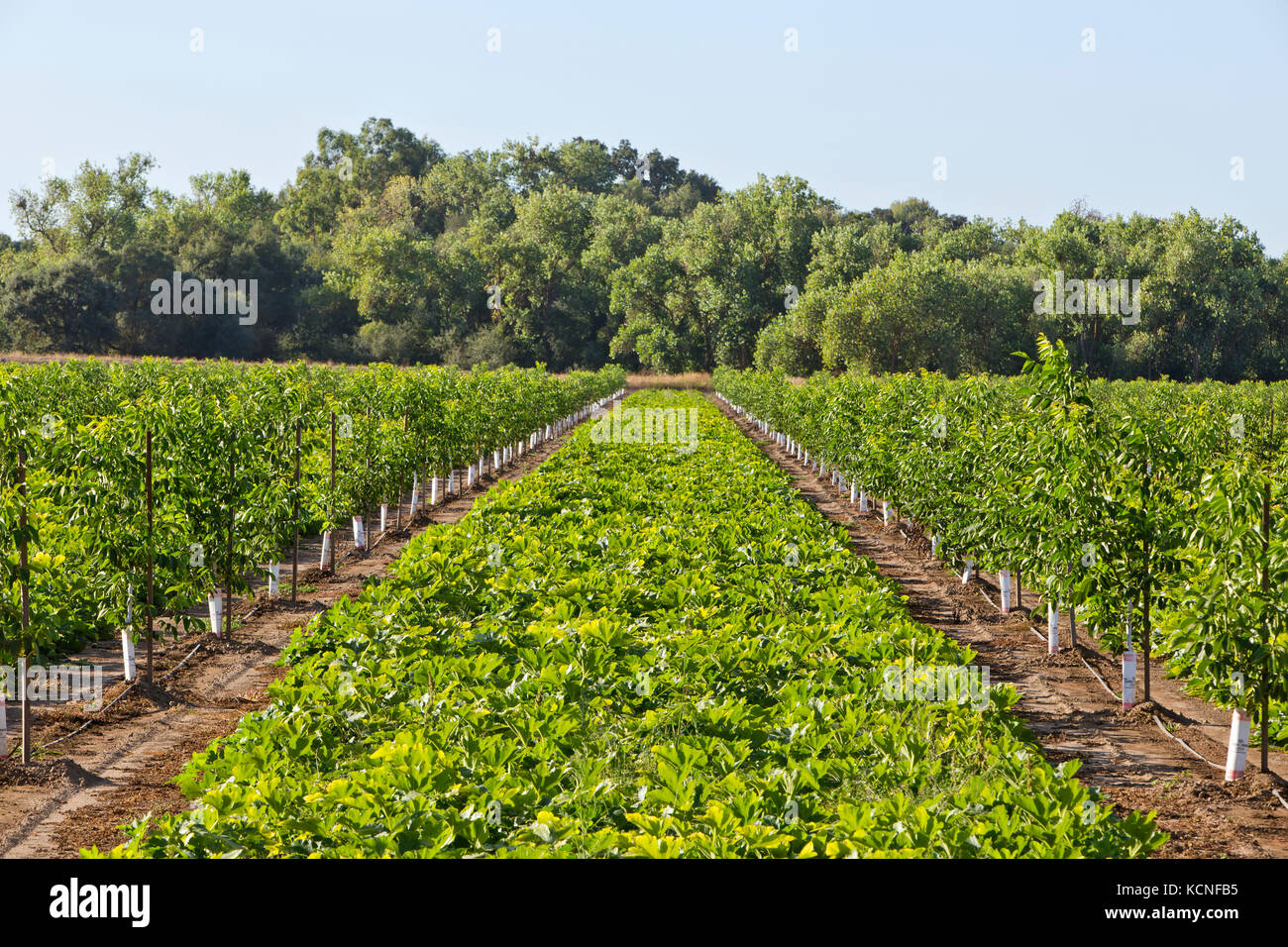 What Is Intercropping