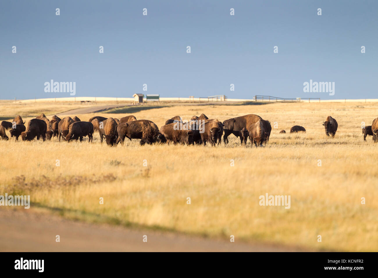 Plains Bison (Bison bison bison) grazing in Grasslands National Park, Saskatchewan, Canada - the Bison roam freely in the park Stock Photo