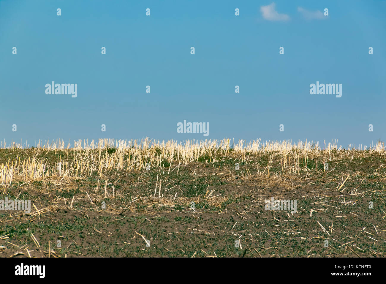 Stubble field with a blue sky in the summer Stock Photo - Alamy