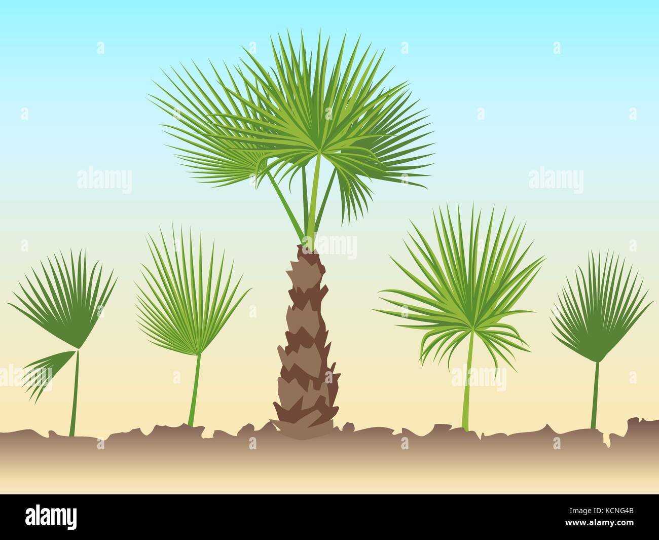 Set of fan palm round leaves. Fan Palm Tree formed from these leaves. Stock Vector