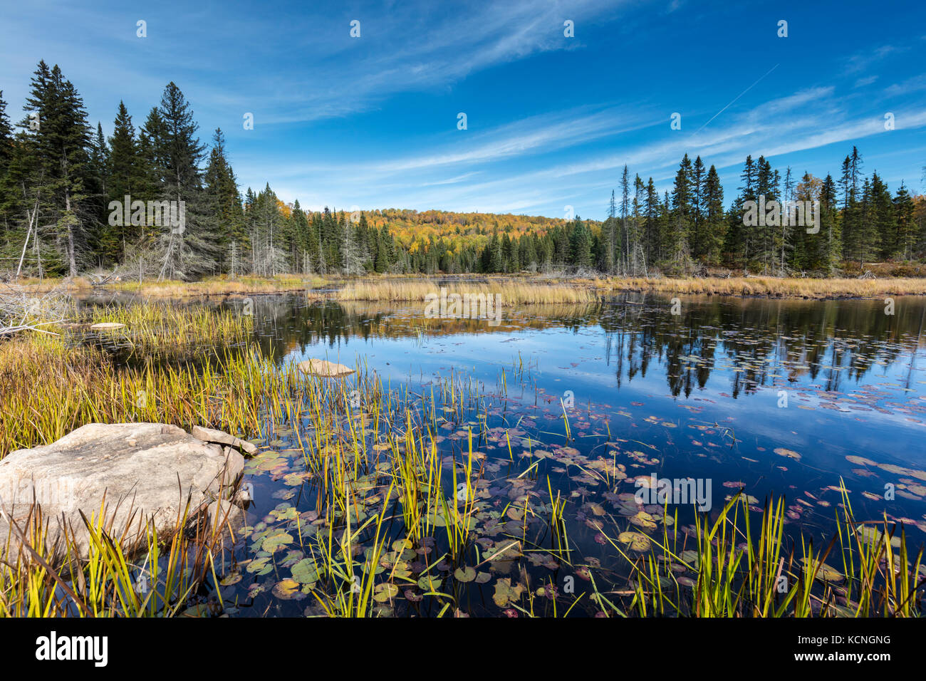 Wetlands in Algonquin Provincial Park, Ontario, Canada Stock Photo