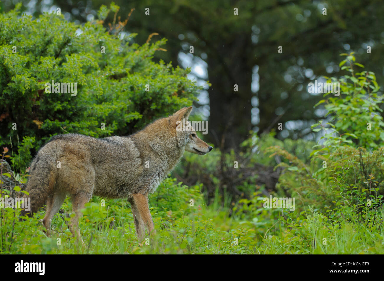 Coyote, Canis latrans, on wet foothills slope in June, Montana, USA Stock Photo