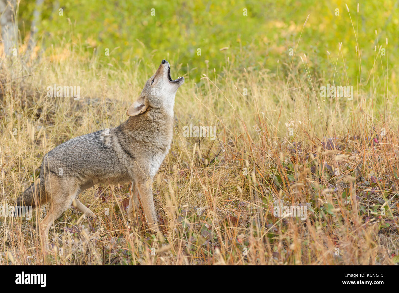 566 Coyote Montana Stock Photos - Free \u0026 Royalty-Free Stock Photos from  Dreamstime, image size:1300x955