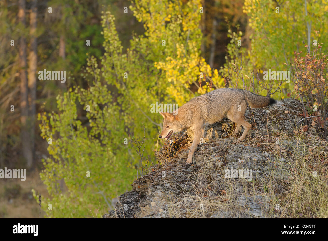 Coyote, Canis latrans, on foothills slope in autumn, Montana, USA Stock Photo