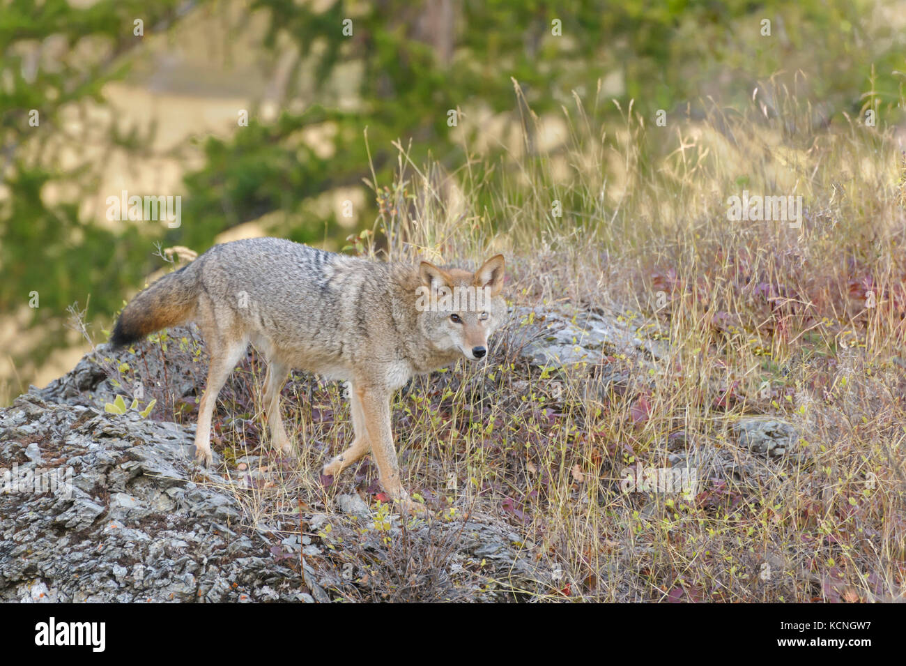 Coyote, Canis latrans, on foothills slope in autumn, Montana, USA Stock Photo