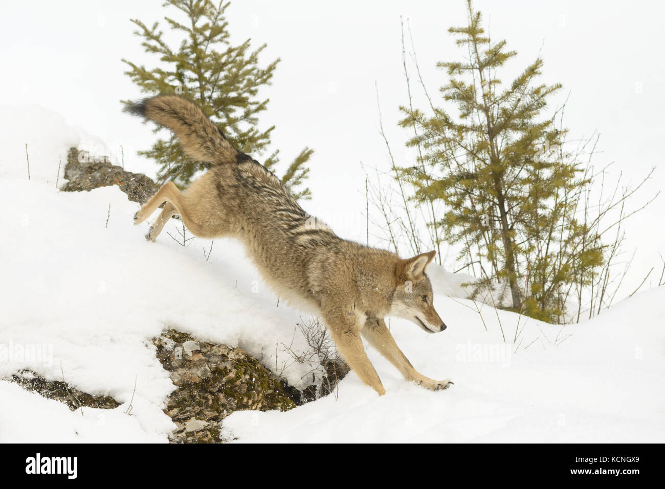 Coyote, Canis latrans, in winter, Montana, USA Stock Photo