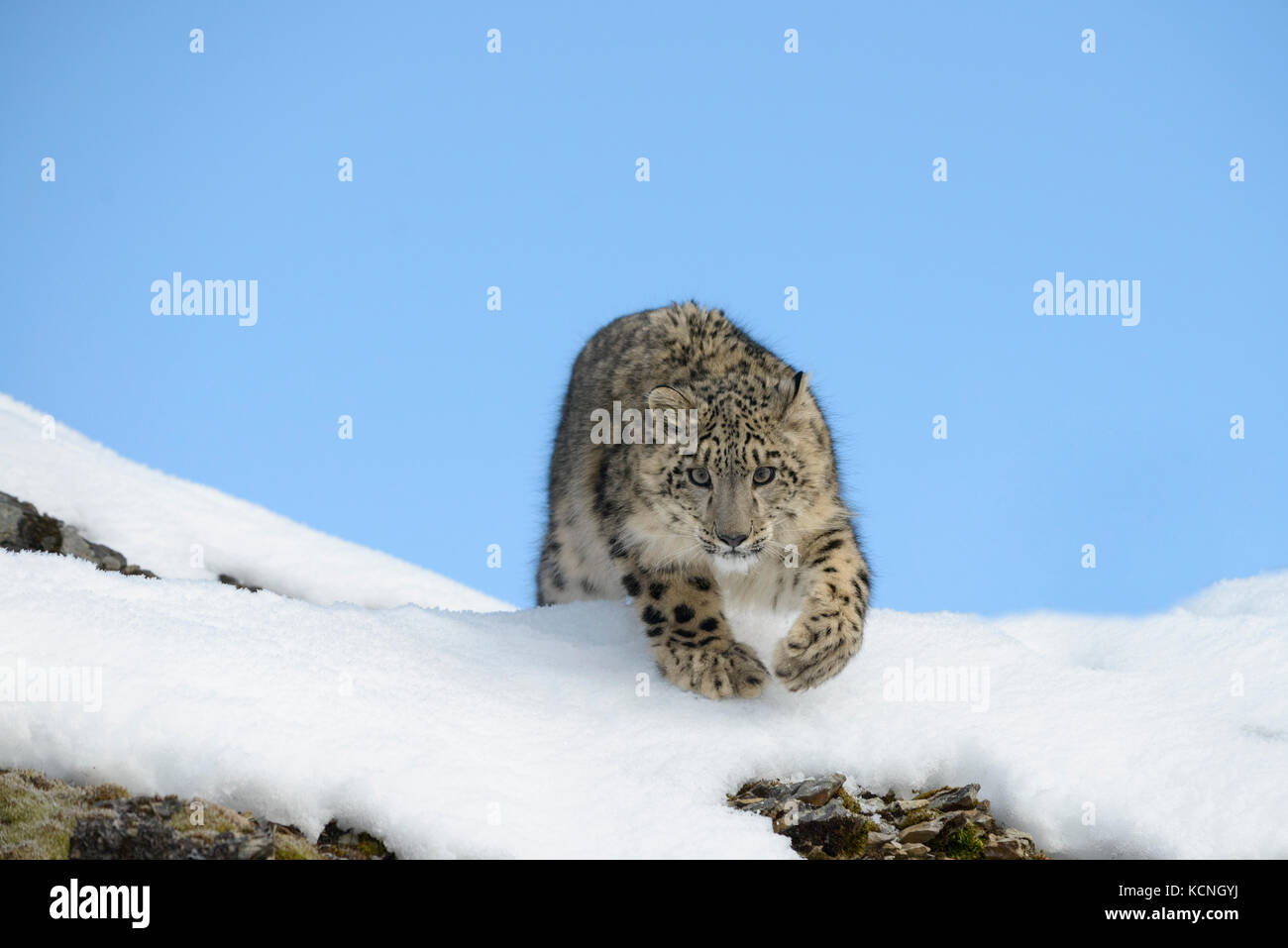 Snow Leopard, Panthera uncia, in snow and rocks. Endangered species. Captive animal. Stock Photo
