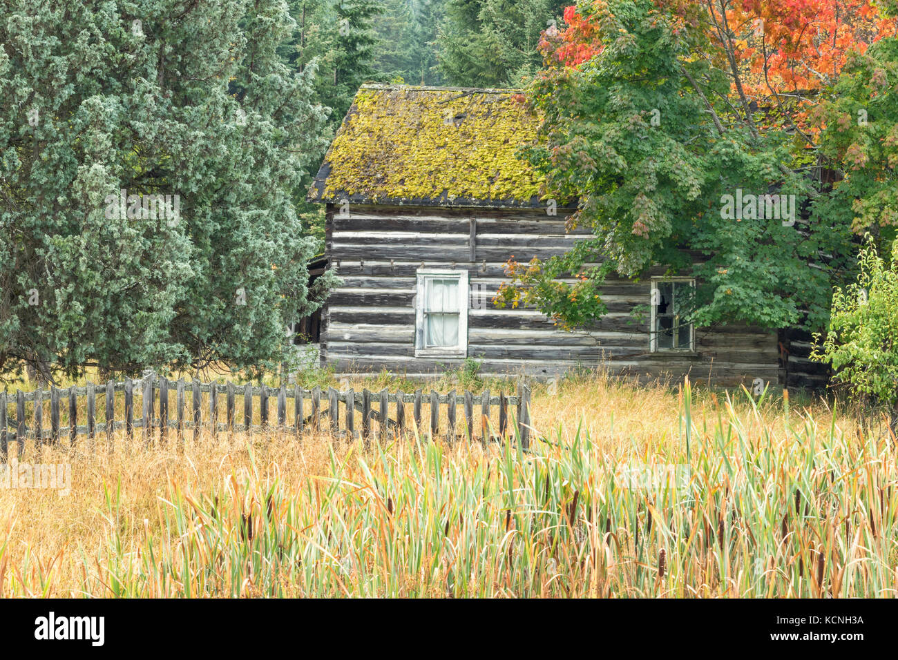 Abandoned log home with sod roof, Cherryville, British Columbia, Canada Stock Photo