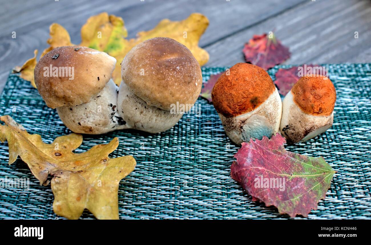 Autumn forest mushrooms on textille background and wooden table. Stock Photo