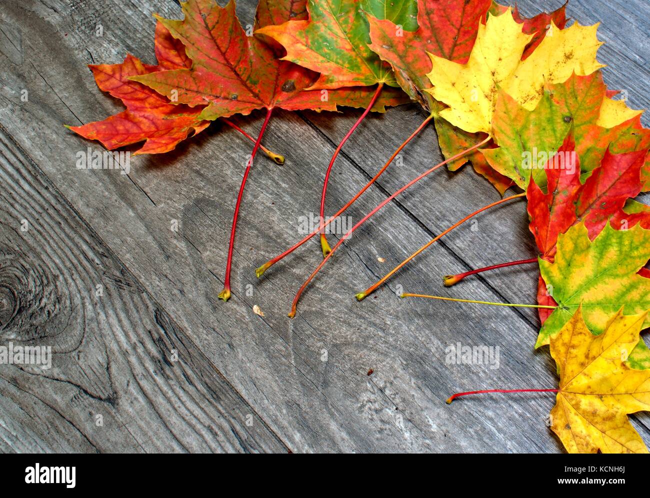 Colorful autumn leaves on a wooden background Stock Photo - Alamy