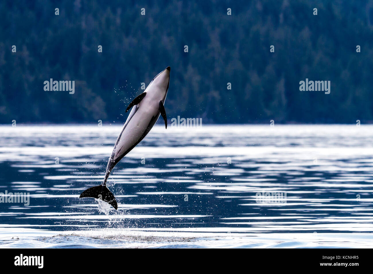 Pacific White Sided Dolphin, Lagenorhynchus obliquidens jumping in Broughton Archipelago Provincial park, British Columbia, Canada Stock Photo