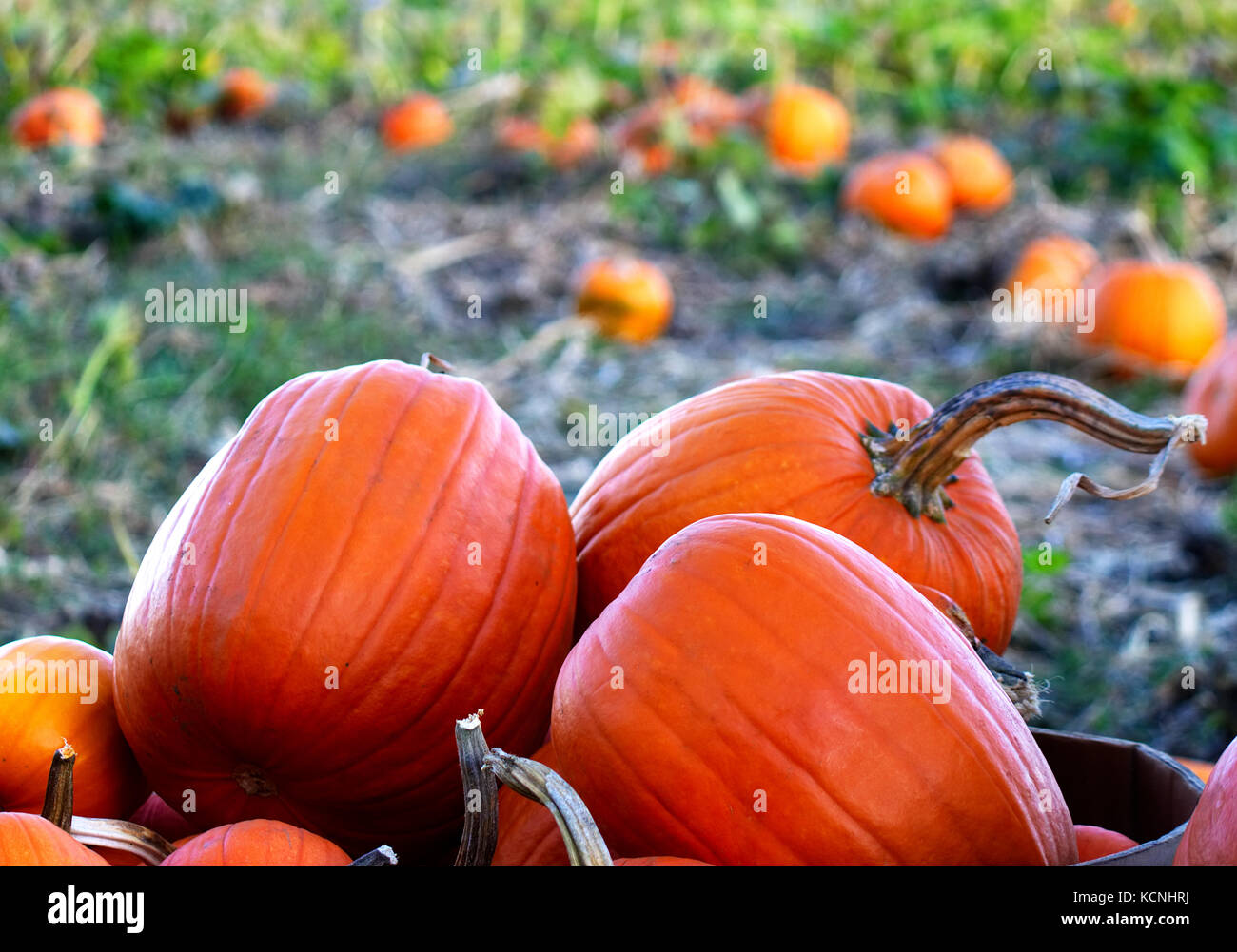 close-up of 3 pumpkins in a field and ready to be brought to the market ...