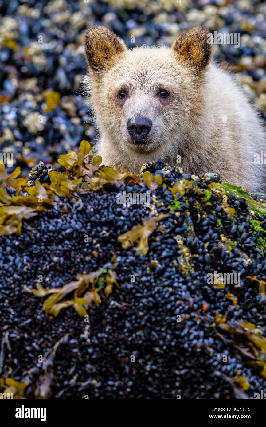 Grizzly bear cub peaking from behind a rock, cute and adorable, along low tide line, in Knight Inlet, British Columbia, Canada. Ursus arctos Stock Photo