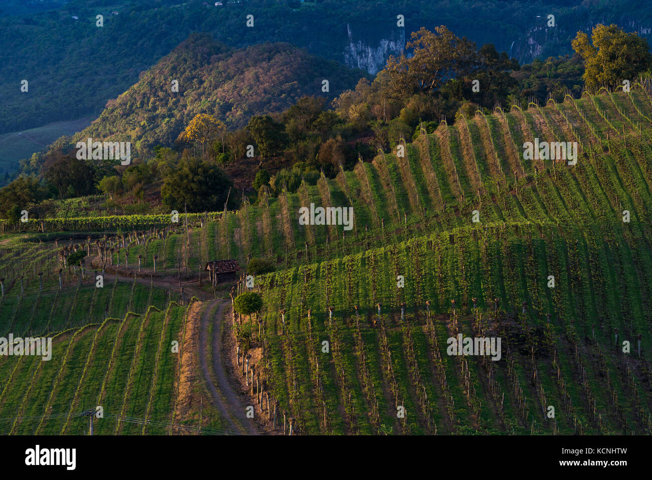 vineyards of Vale dos Vinhedos, Grande do Sul, Brazil Stock Photo