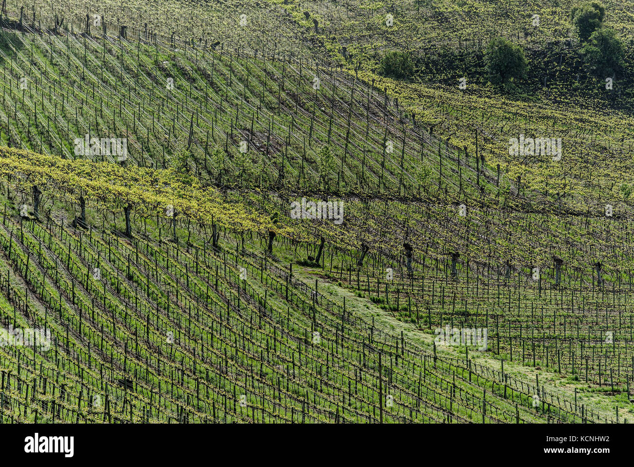 vineyards of Vale dos Vinhedos, Grande do Sul, Brazil Stock Photo