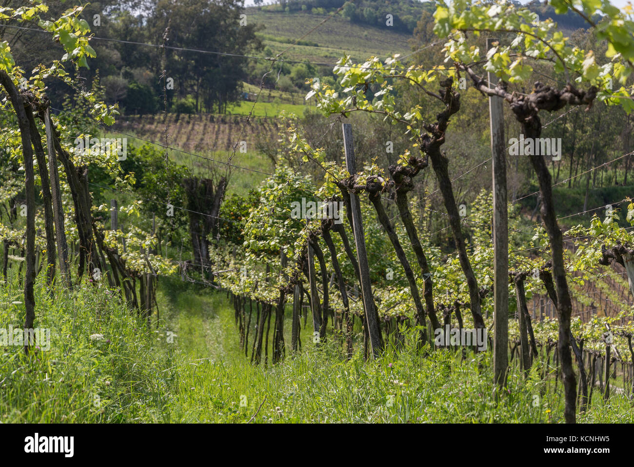 vineyards of Casa Valduga in Vale dos Vinhedos, Grande do Sul, Brazil Stock Photo