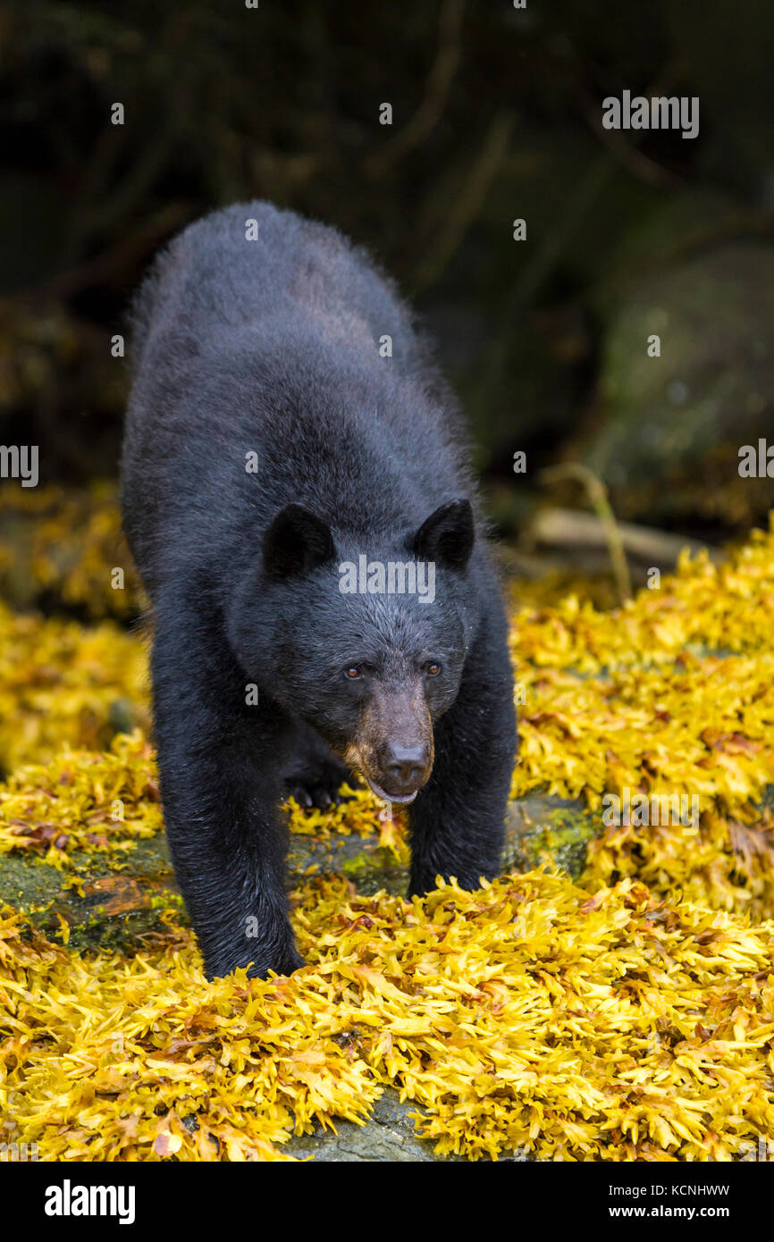 A large Black bear foraging along the Knight Inlet shoreline Stock Photo