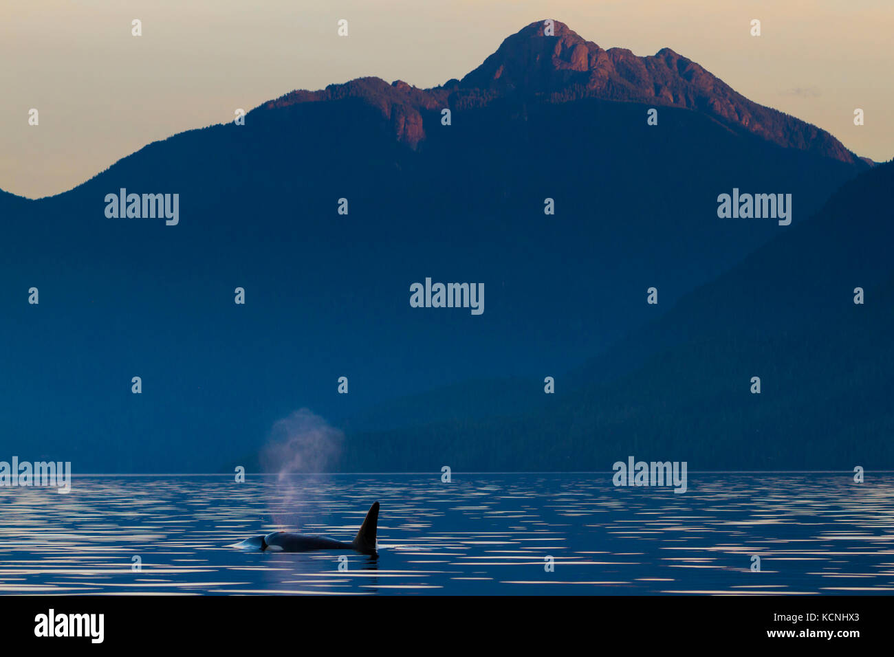 Male northern resident killer whalein Johnstone Strait in front of Robson Bight Ecological Reserve during sunset, British Columbia, Canada Stock Photo