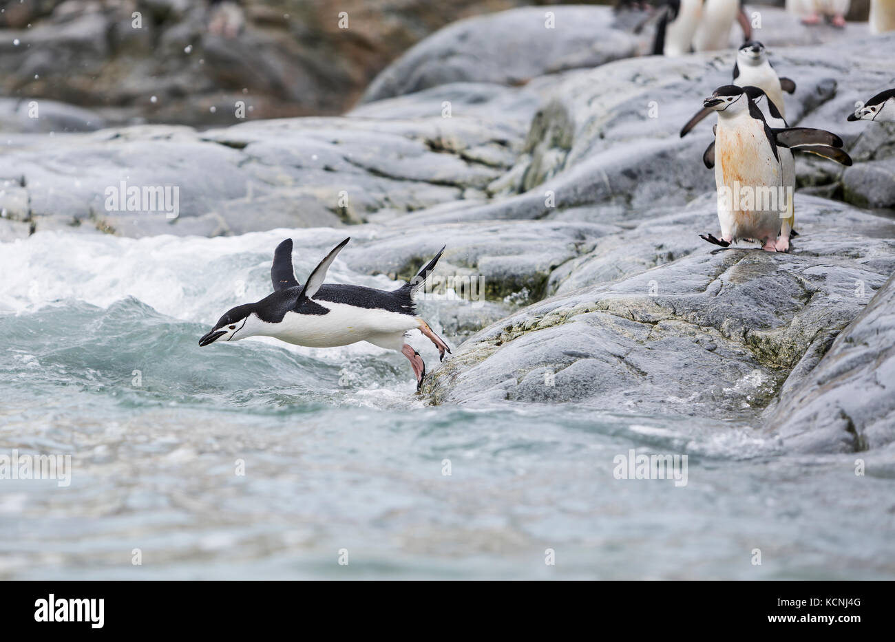 Chinstrap Penguins launch themselves into the surf off of a rocky headland,  Cuverville, Antarctic Peninsula Stock Photo