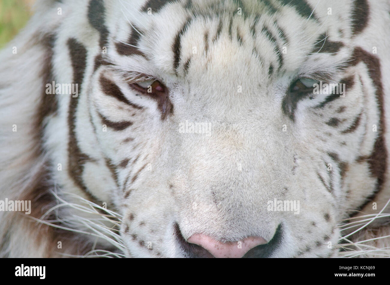 White Tiger taken in Captivity at UK Zoo Stock Photo
