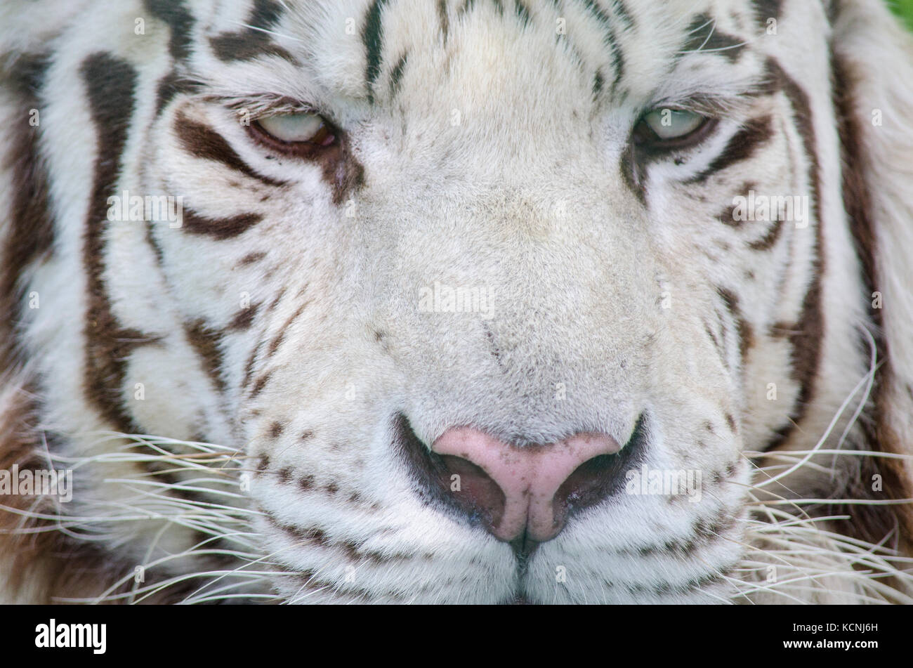White Tiger taken in Captivity at UK Zoo Stock Photo