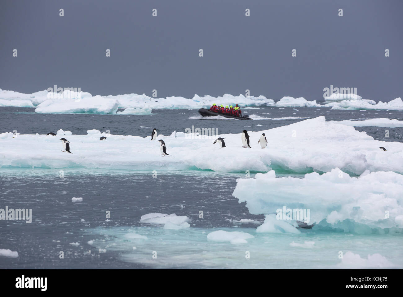 A Zodiak filled with adventure tourists powers through bergy bits and Adelie Penguins off of Brown Bluff, Antarctic Peninsula Stock Photo