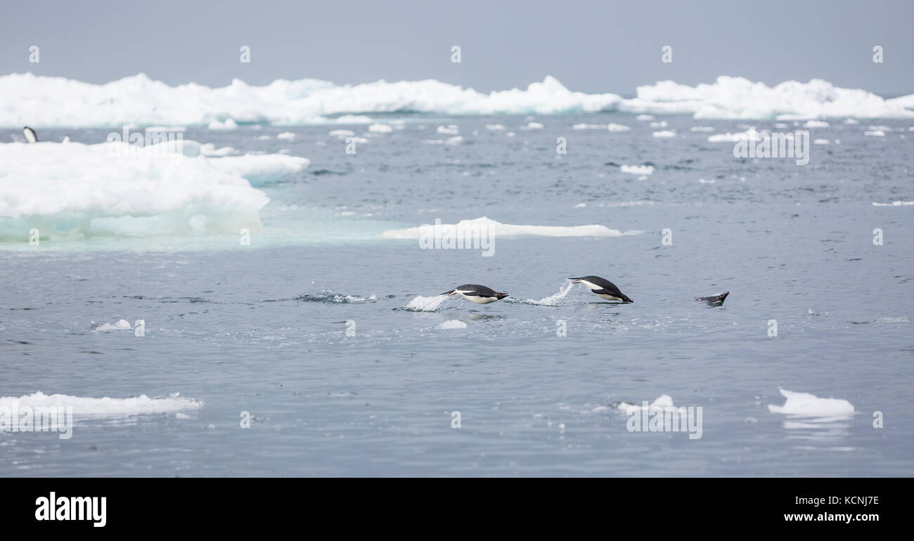 Adelie Penguins porpoise amongst icebergs and bergy bits near Brown Bluff, Antarctic Peninsula Stock Photo