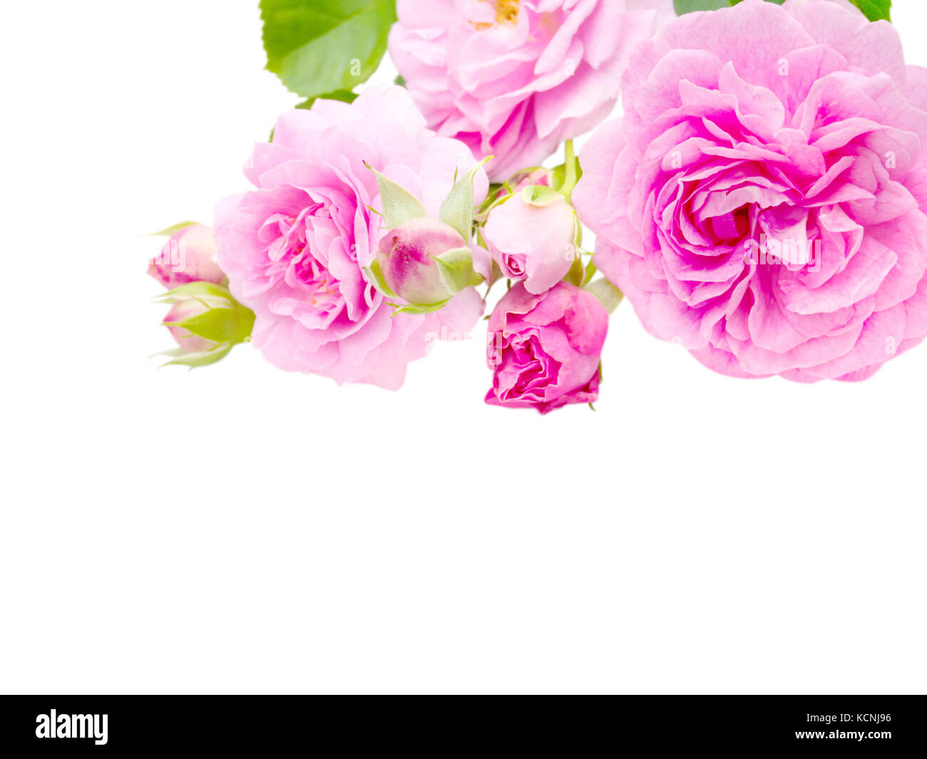 Bright pink antique roses and buds in the corner isolated on white