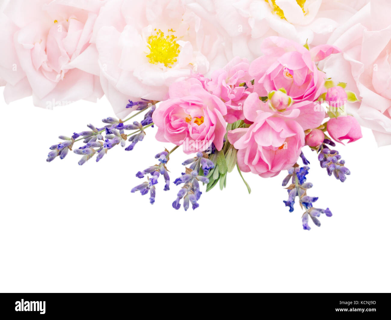 Pale pink roses and lavender bouquet isolated on white Stock Photo - Alamy