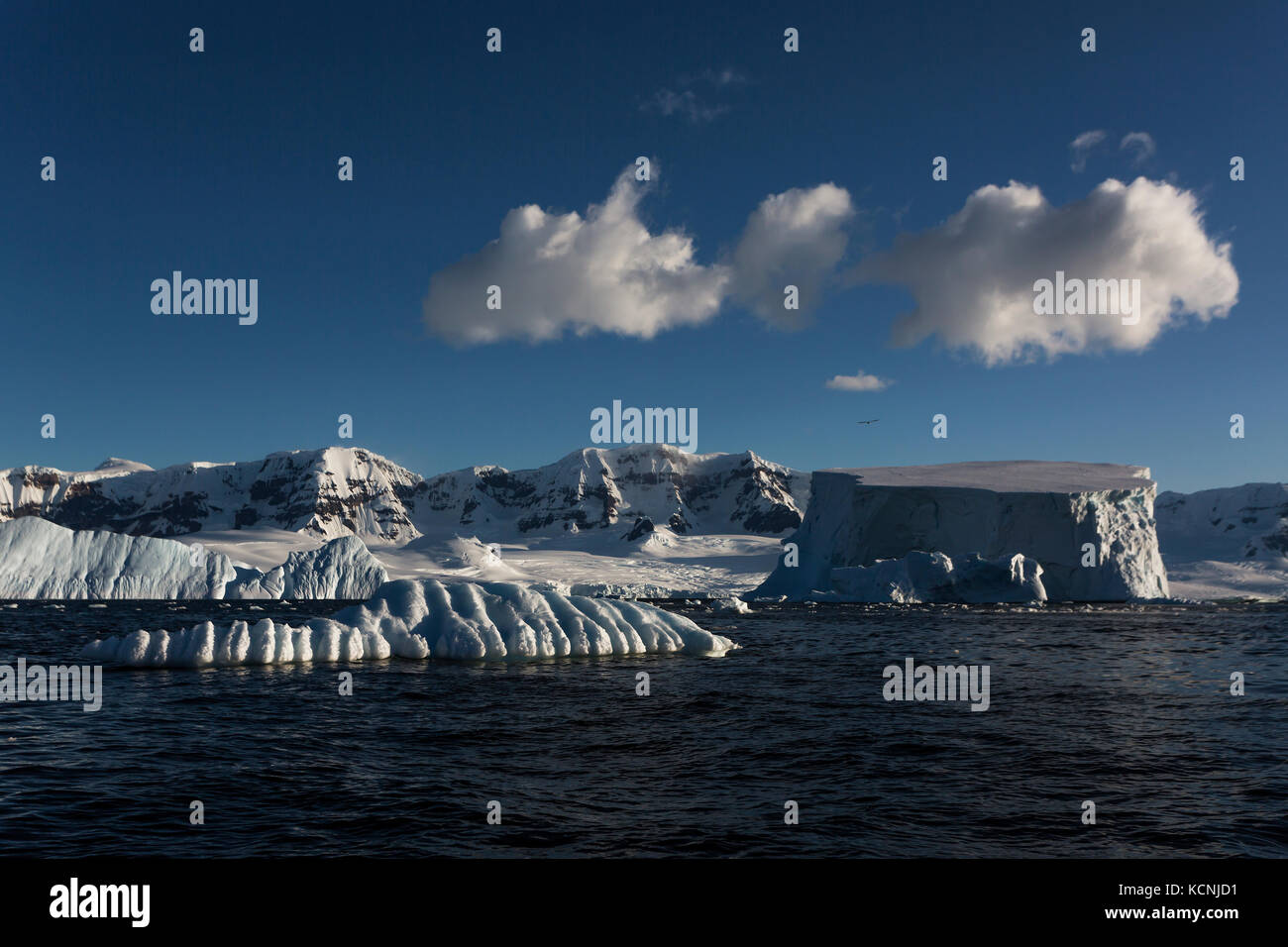 Icebergs float in Fournier Bay off of Anvers Island, Gerlache Strait, Antarctic Peninsula Stock Photo