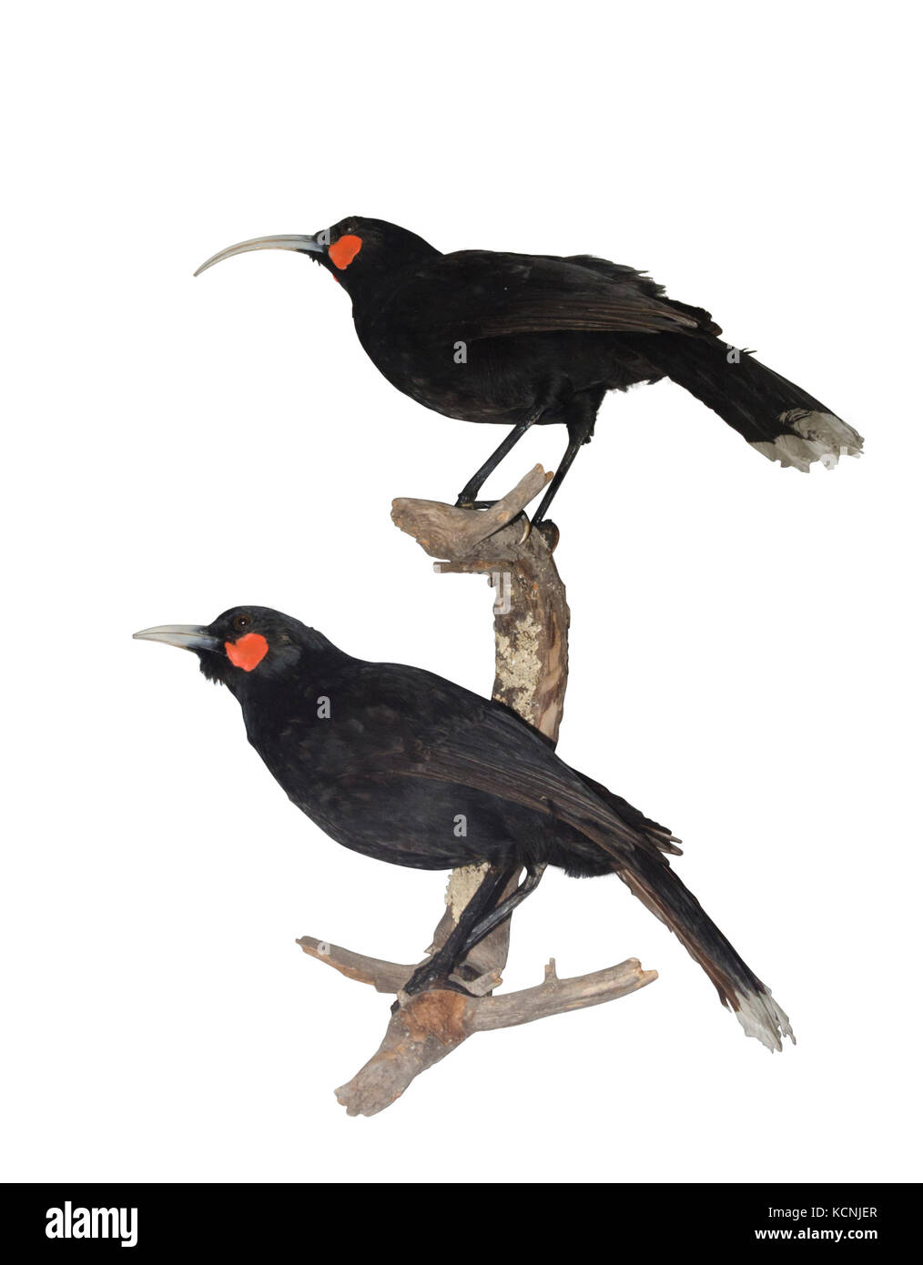 Huia Heteralocha acutirostris.  extinct species of New Zealand wattlebird, endemic to the North Island of New Zealand. The last confirmed sighting of Stock Photo